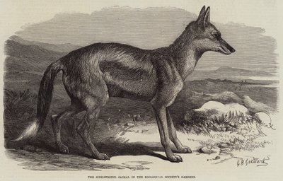 El Chacal de Rayas Laterales en los Jardines de la Sociedad Zoológica de George Bouverie Goddard